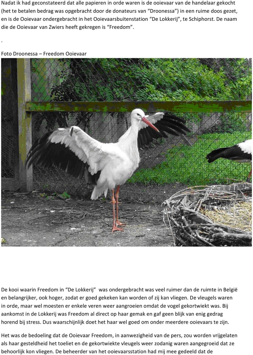 . Foto Droonessa Freedom Ooievaar De kooi waarin Freedom in De Lokkerij was ondergebracht was veel ruimer dan de ruimte in België en belangrijker, ook hoger, zodat er goed gekeken kan worden of zij