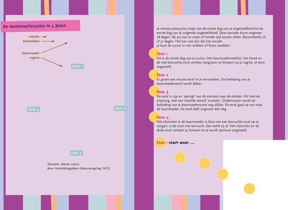Je kunt de cyclus in vier stukken of fasen verdelen. baarmoeder vagina Fase 1 Fase 1 Dit is de eerste dag van je cyclus.