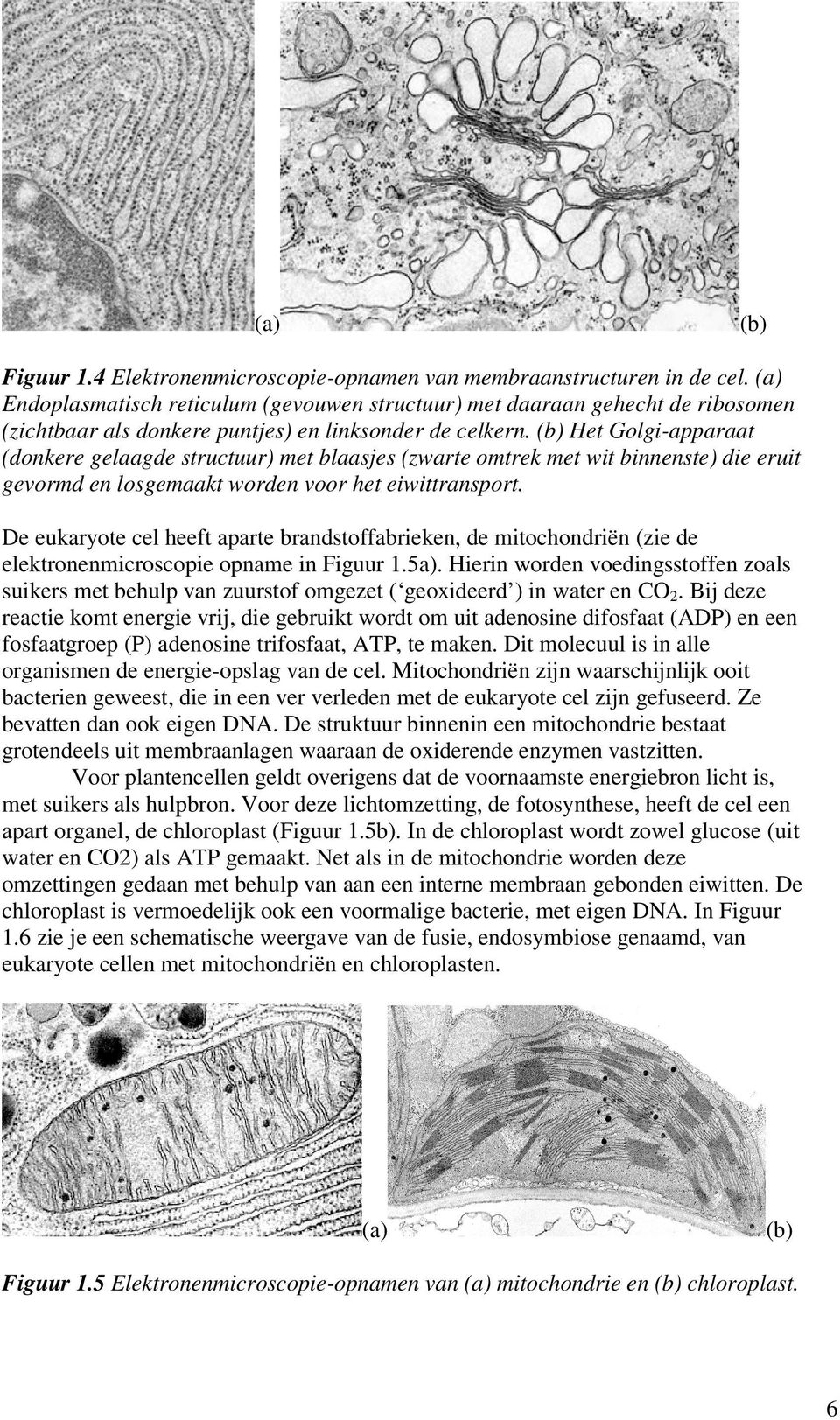 (b) Het Golgi-apparaat (donkere gelaagde structuur) met blaasjes (zwarte omtrek met wit binnenste) die eruit gevormd en losgemaakt worden voor het eiwittransport.