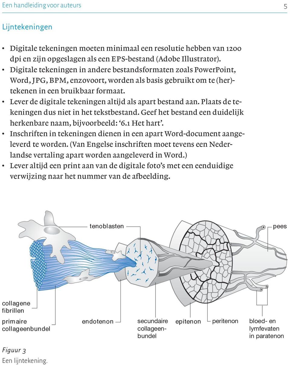 c Lever de digitale tekeningen altijd als apart bestand aan. Plaats de tekeningen dus niet in het tekstbestand. Geef het bestand een duidelijk herkenbare naam, bijvoorbeeld: 6.1 Het hart.