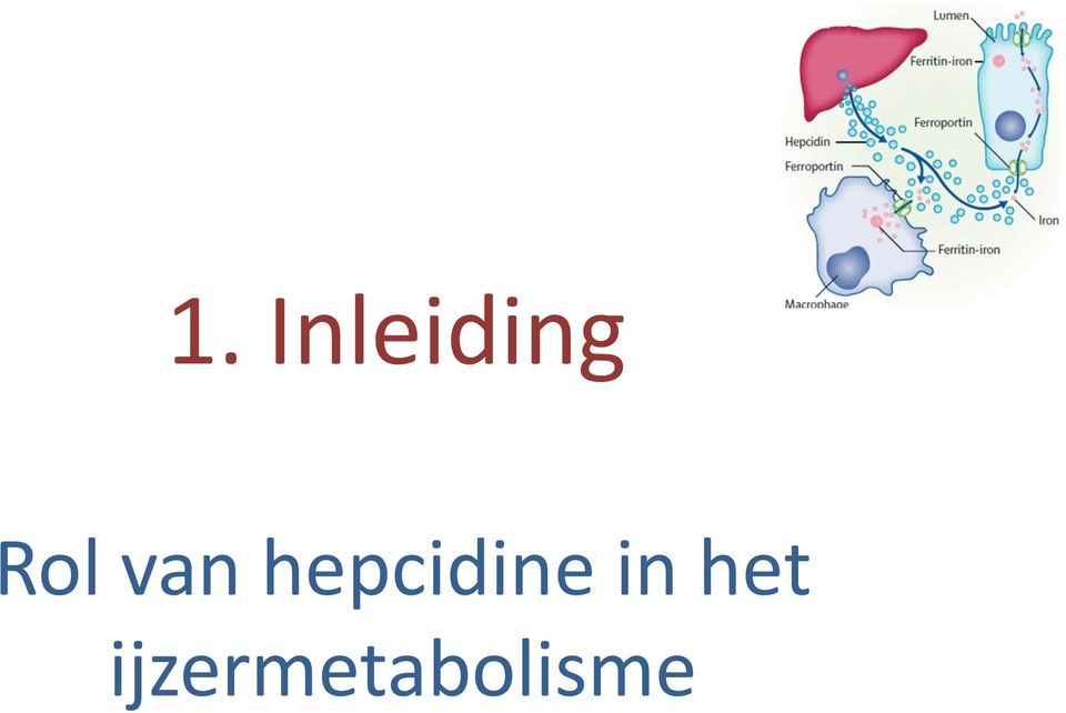 hepcidine in