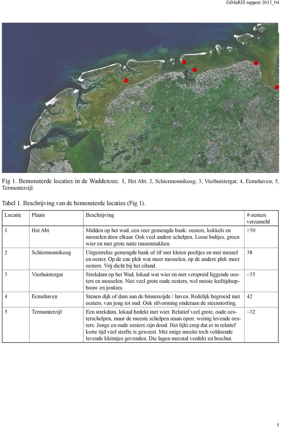 Ook veel andere schelpen. Losse bultjes, groen wier en met grote natte tussenstukken. 2 Schiermonnikoog Uitgestrekte gemengde bank of rif met kleien poeltjes en met mossel en oester.