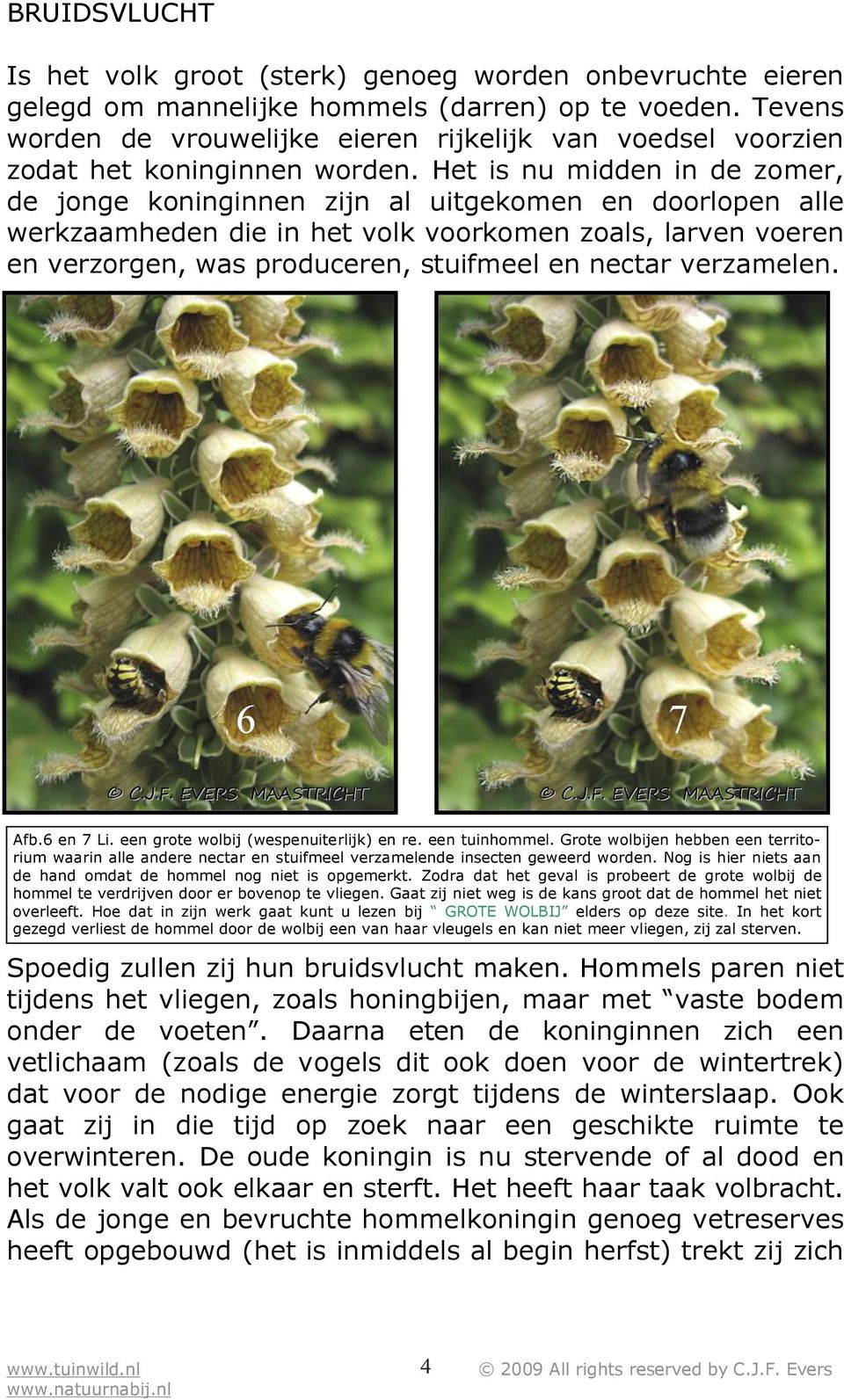 Het is nu midden in de zomer, de jonge koninginnen zijn al uitgekomen en doorlopen alle werkzaamheden die in het volk voorkomen zoals, larven voeren en verzorgen, was produceren, stuifmeel en nectar