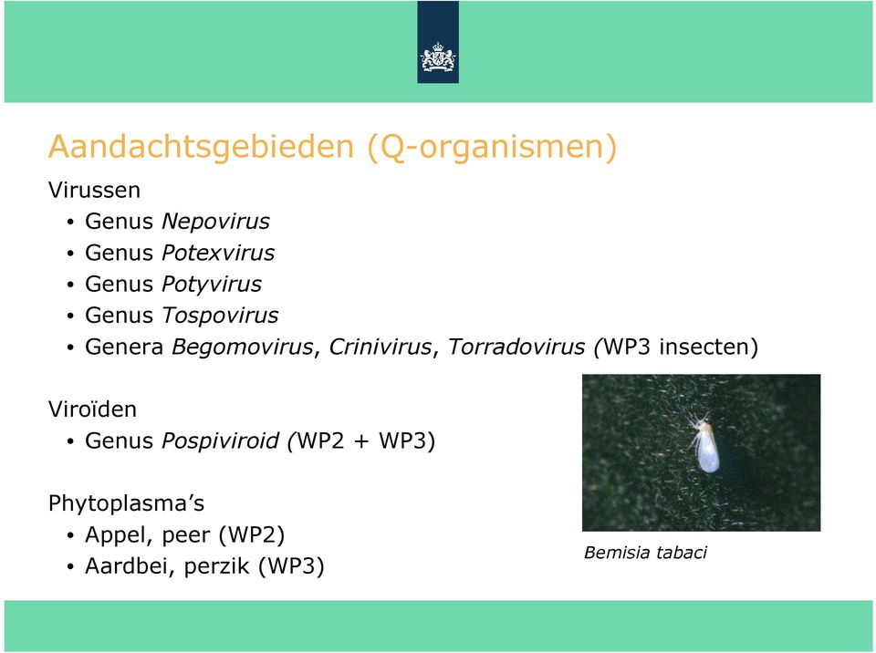 Crinivirus, Torradovirus (WP3 insecten) Viroïden Genus Pospiviroid