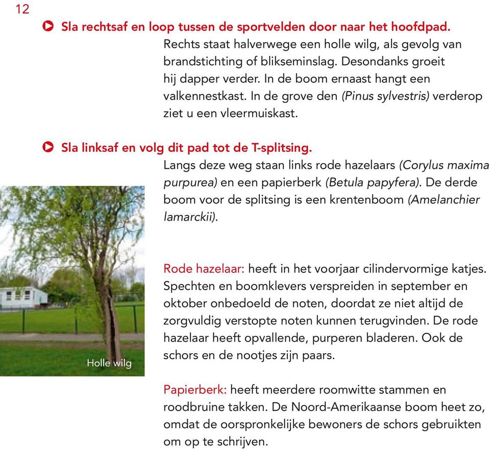 Langs deze weg staan links rode hazelaars (Corylus maxima purpurea) en een papierberk (Betula papyfera). De derde boom voor de splitsing is een krentenboom (Amelanchier lamarckii).