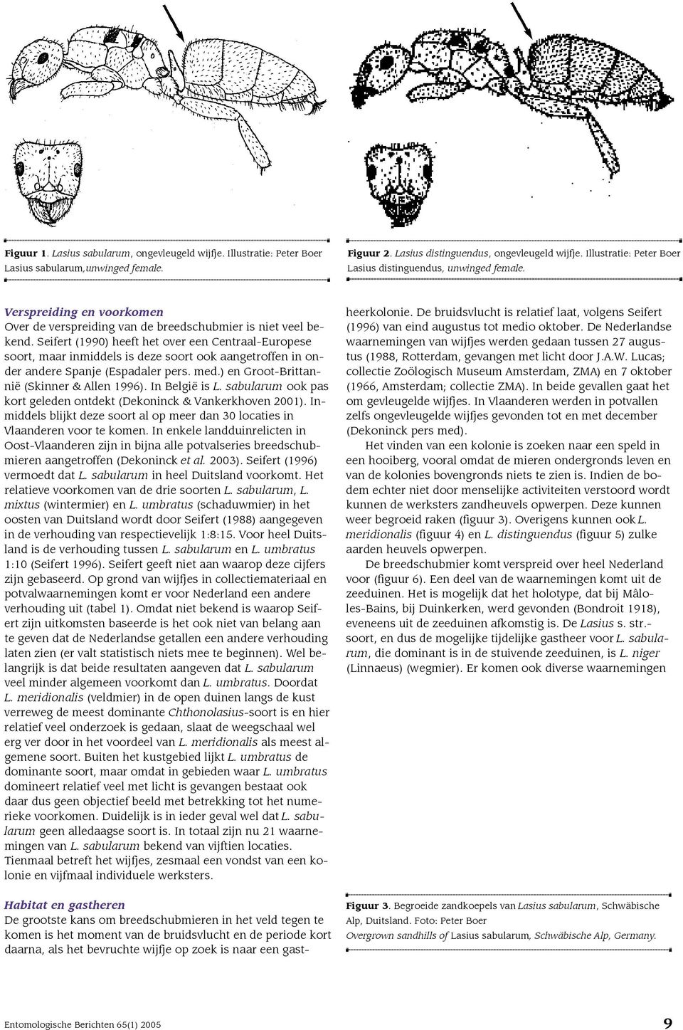 Seifert (1990) heeft het over een Centraal-Europese soort, maar inmiddels is deze soort ook aangetroffen in onder andere Spanje (Espadaler pers. med.) en Groot-Brittannië (Skinner & Allen 1996).