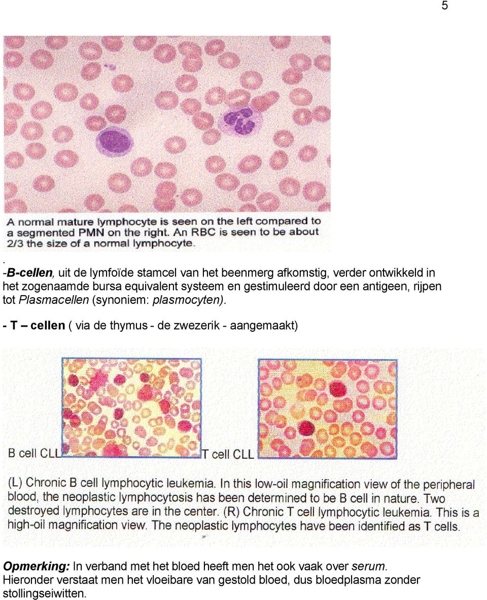 - T cellen ( via de thymus - de zwezerik - aangemaakt) Opmerking: In verband met het bloed heeft men het ook