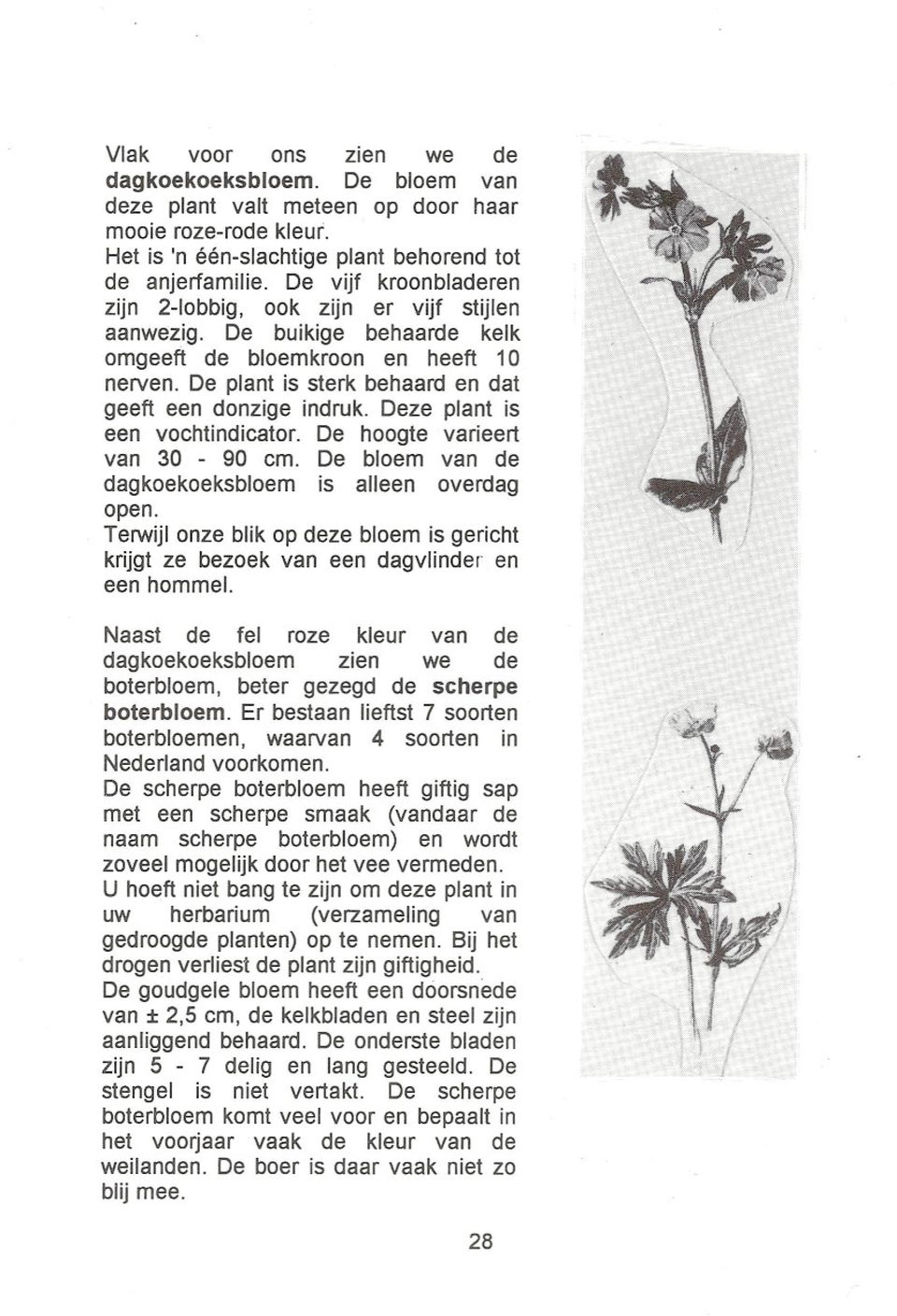 Deze plant is een vochtindicator. De hoogte varieert van 30-90 cm. De bloem van de dagkoekoeksbloem is alleen overdag open.