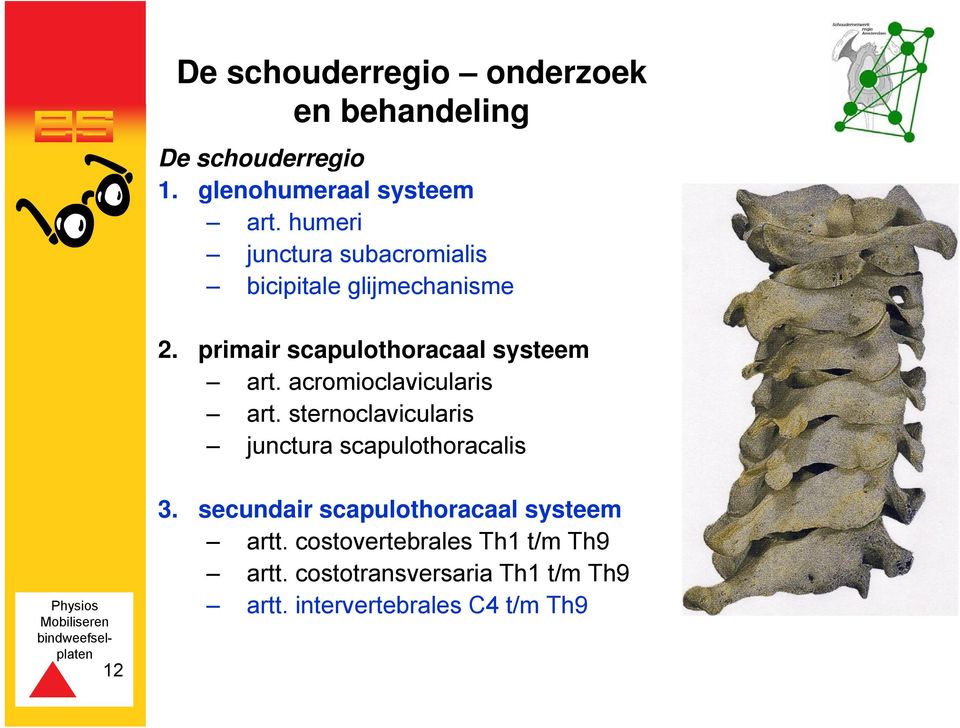 acromioclavicularis art. sternoclavicularis junctura scapulothoracalis 12 3.