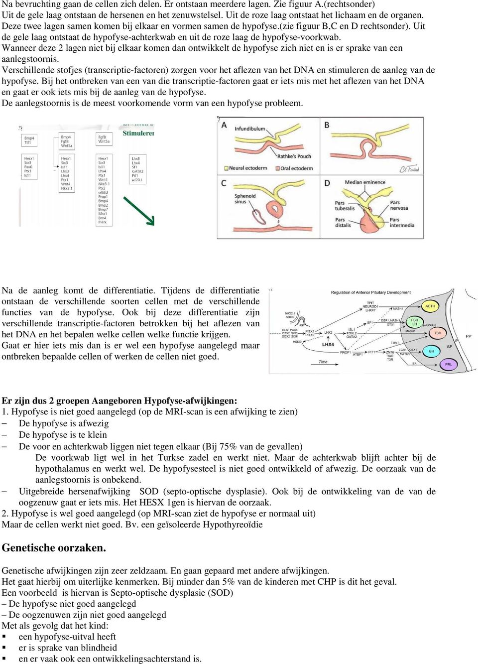 Uit de gele laag ontstaat de hypofyse-achterkwab en uit de roze laag de hypofyse-voorkwab.