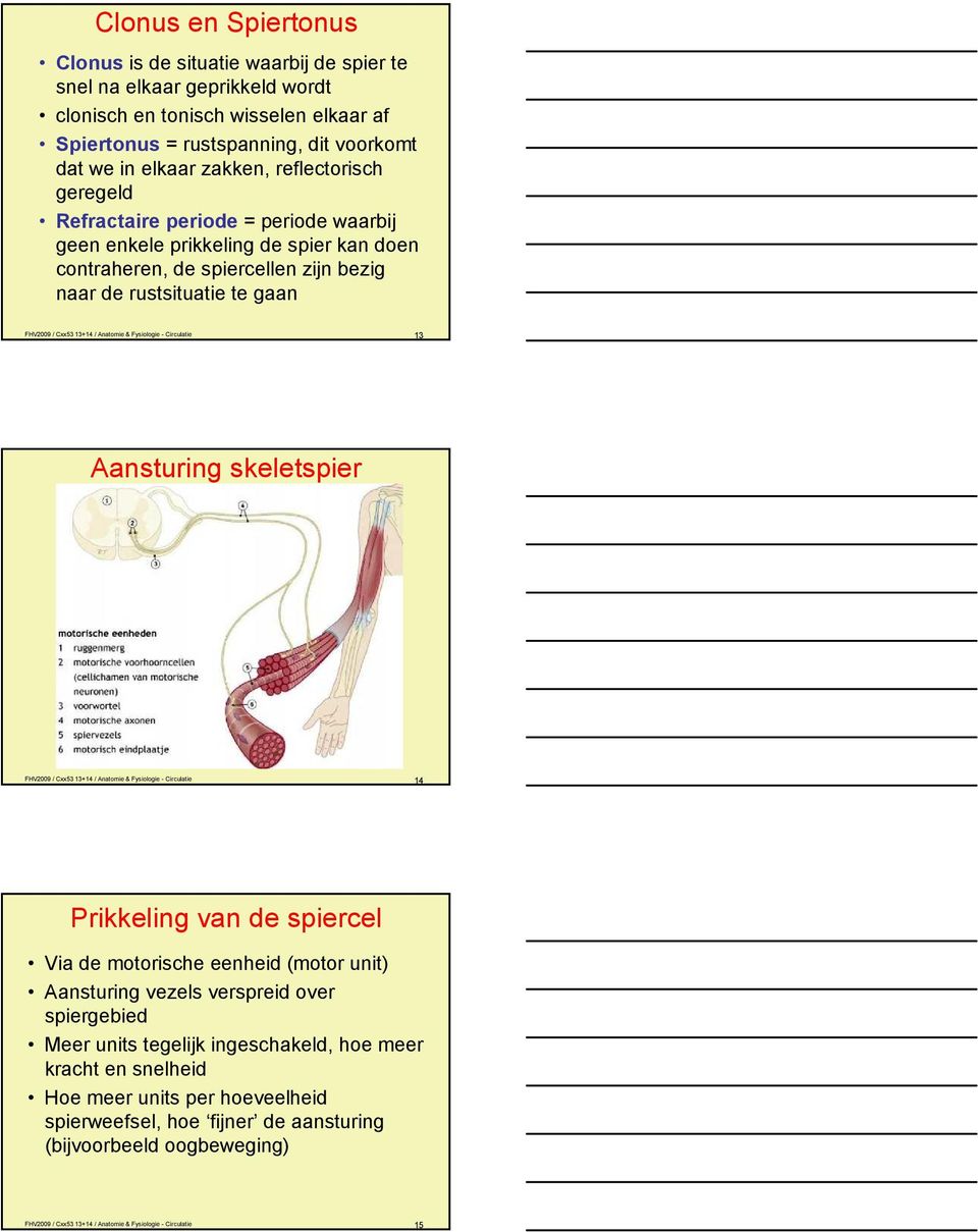 Anatomie & Fysiologie - Circulatie 13 Aansturing skeletspier FHV2009 / Cxx53 13+14 / Anatomie & Fysiologie - Circulatie 14 Prikkeling van de spiercel Via de motorische eenheid (motor unit) Aansturing