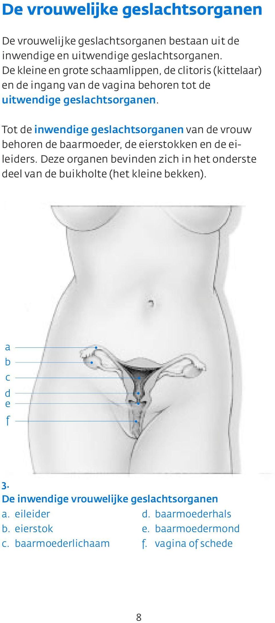 Tot de inwendige geslachtsorganen van de vrouw behoren de baarmoeder, de eierstokken en de eileiders.