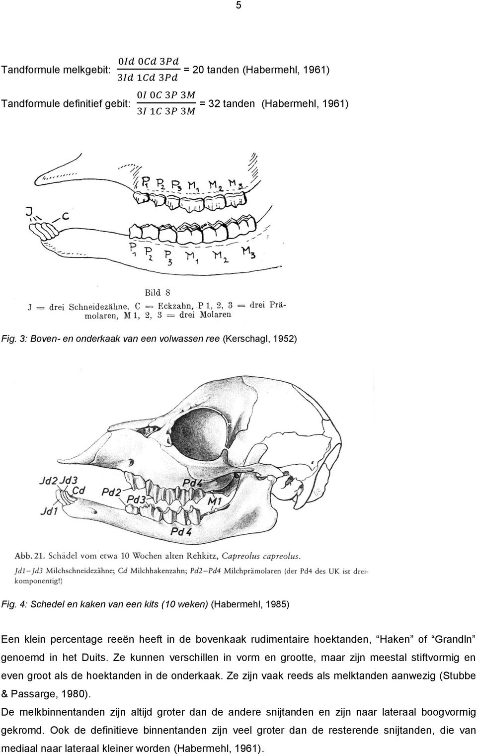 Ze kunnen verschillen in vorm en grootte, maar zijn meestal stiftvormig en even groot als de hoektanden in de onderkaak. Ze zijn vaak reeds als melktanden aanwezig (Stubbe & Passarge, 1980).