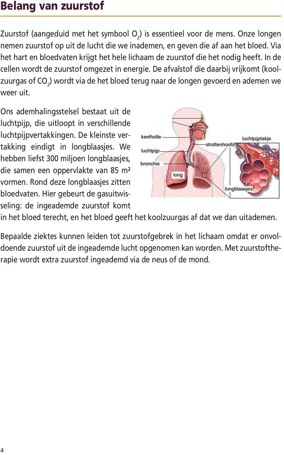 De afvalstof die daarbij vrijkomt (koolzuurgas of CO 2 ) wordt via de het bloed terug naar de longen gevoerd en ademen we weer uit.