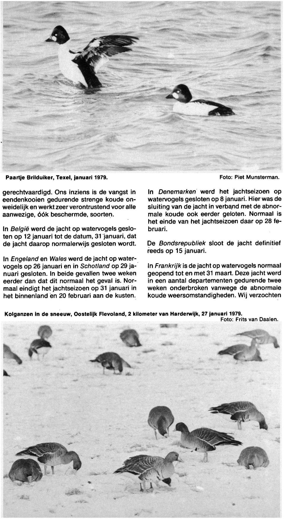In België werd jacht watervogels geslot 12 januari tot datum, 31 januari, dat jacht daar normalerwijs geslot wordt. De Bondsrepubliek sloot reeds 15 januari.