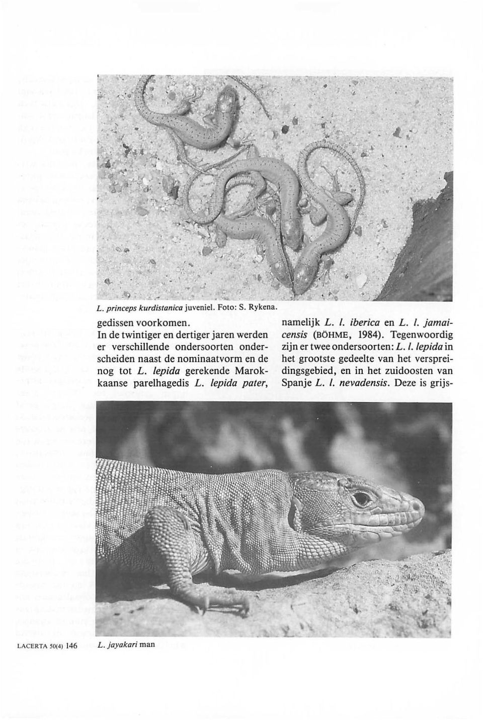 lepida gerekende Marokkaanse parelhagedis L. lepida pater, namelijk L. I. iberica en L. I. jamaicensis (BOHME, 1984).