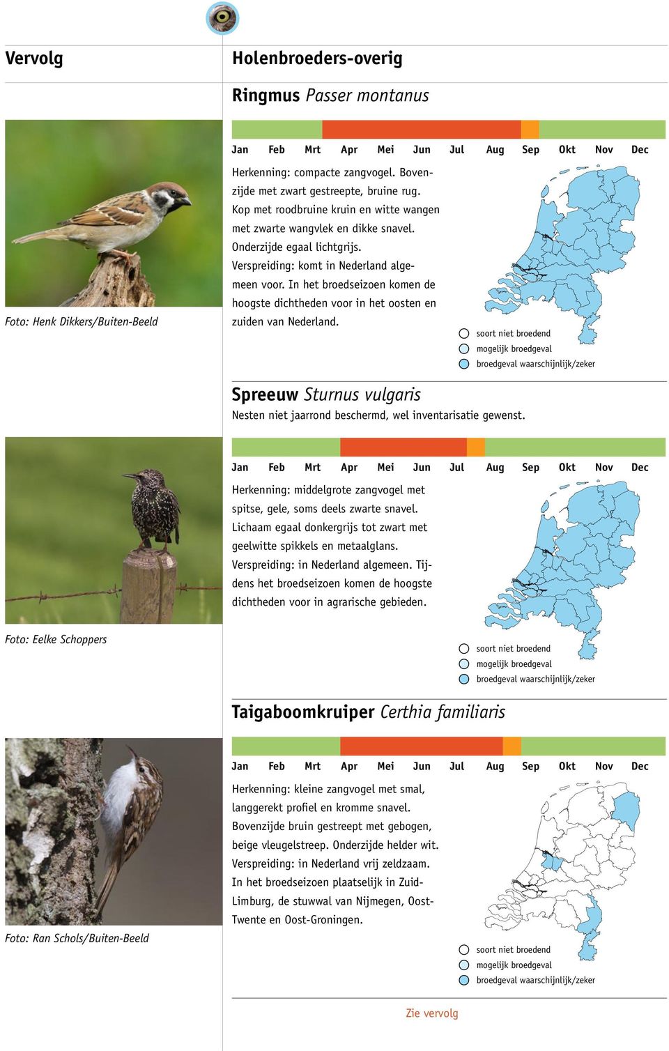 In het broedseizoen komen de hoogste dichtheden voor in het oosten en zuiden van Nederland. Spreeuw Sturnus vulgaris Herkenning: middelgrote zangvogel met spitse, gele, soms deels zwarte snavel.