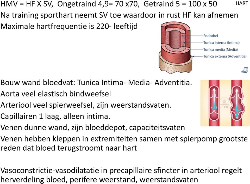 Capillairen 1 laag, alleen intima.