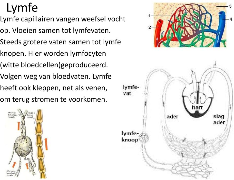 Steeds grotere vaten samen tot lymfe knopen.