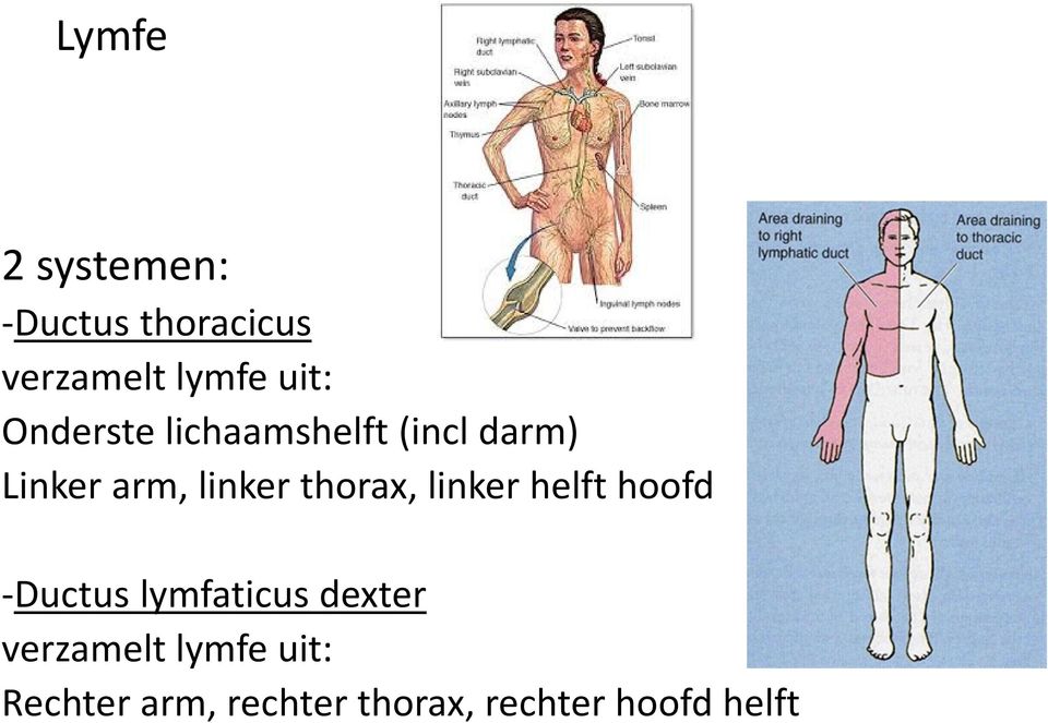 thorax, linker helft hoofd -Ductus lymfaticus dexter