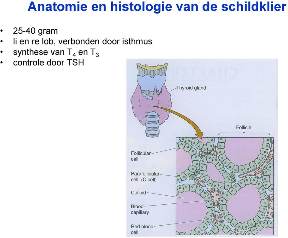 lob, verbonden door isthmus