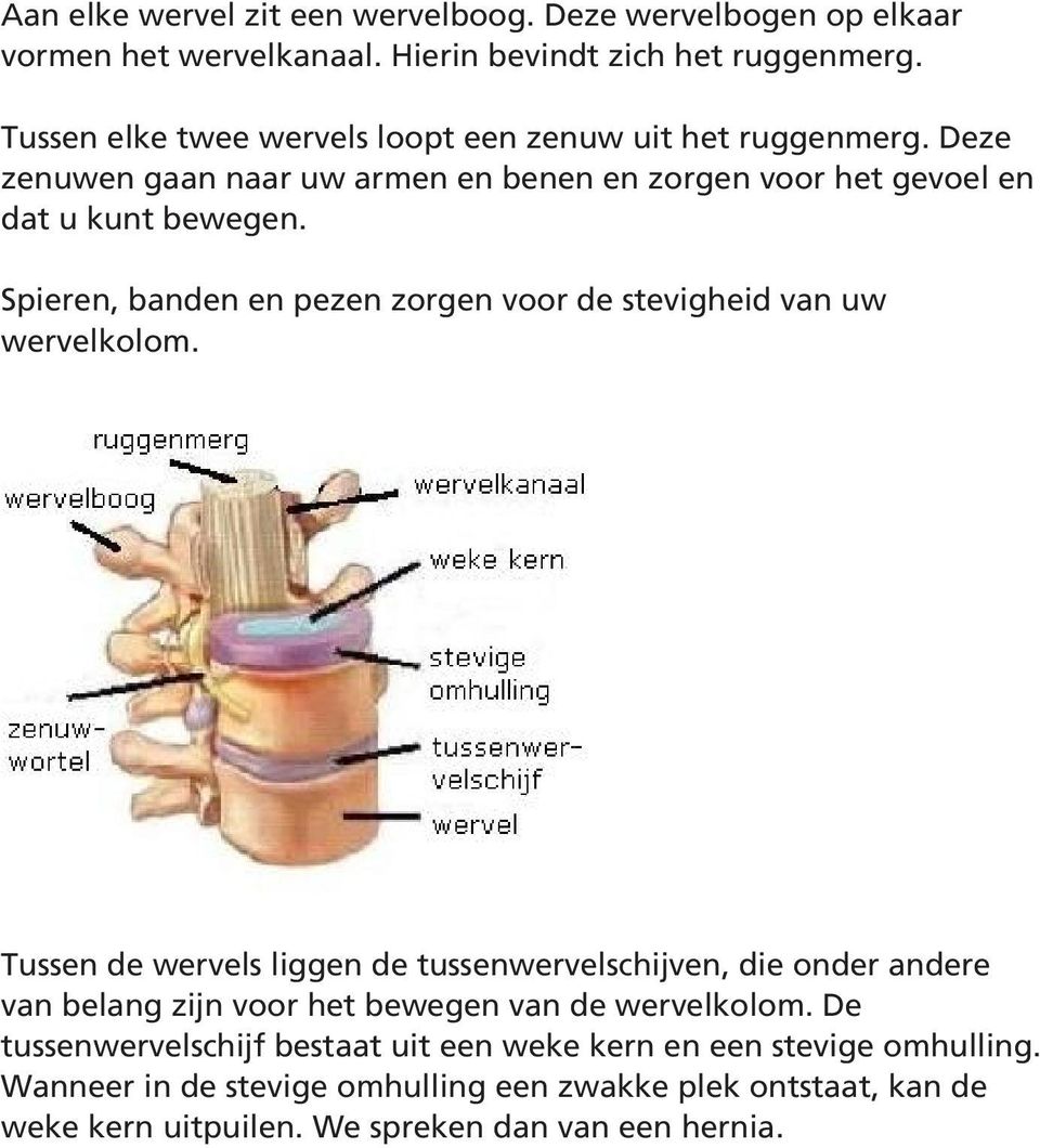 Spieren, banden en pezen zorgen voor de stevigheid van uw wervelkolom.