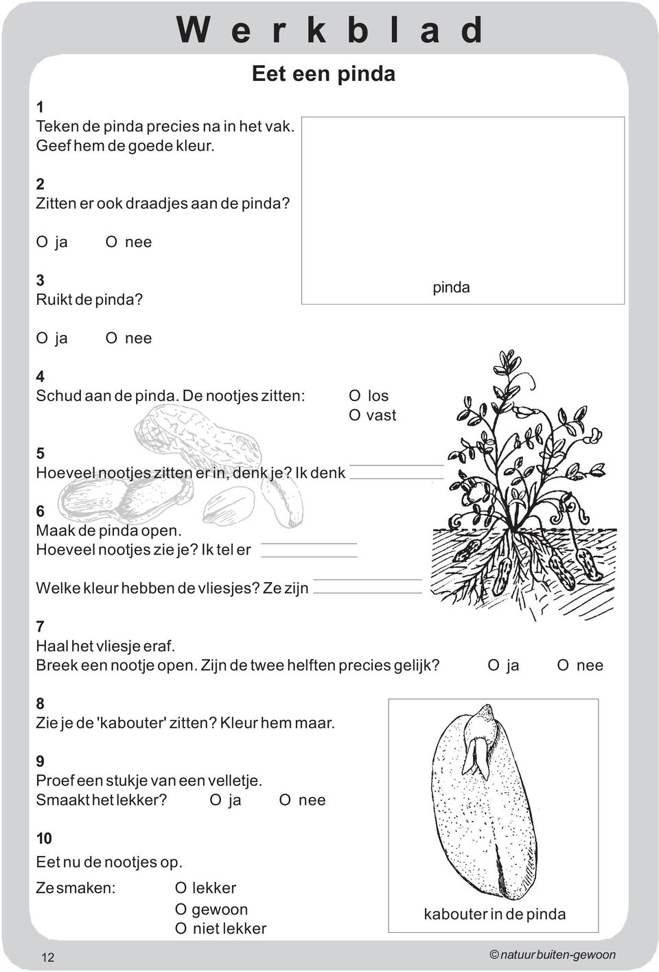 Ik tel er Welke kleur hebben de vliesjes? Ze zijn 7 Haal het vliesje eraf. Breek een nootje open. Zijn de twee helften precies gelijk?