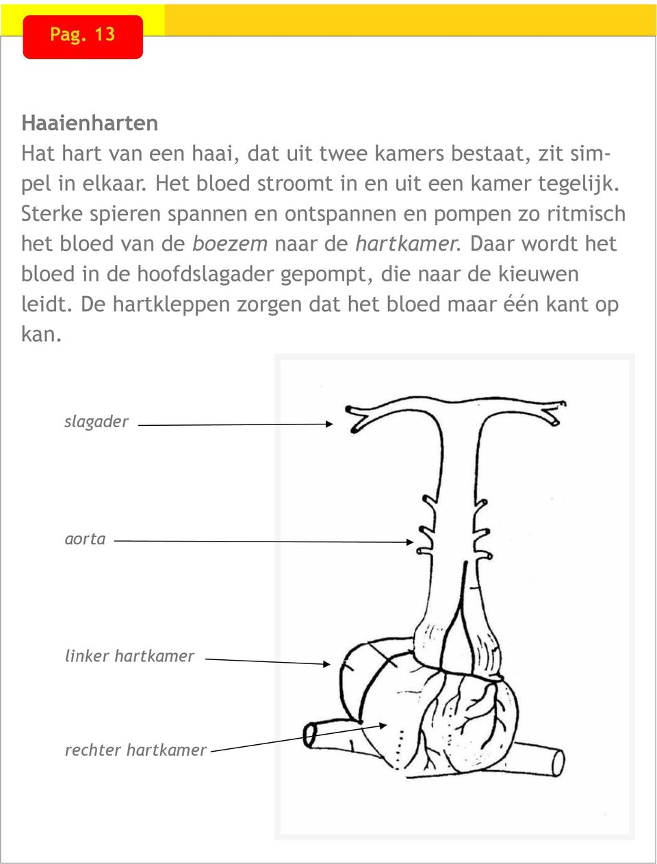 Sterke spieren spannen en ontspannen en pompen zo ritmisch het bloed van de boezem naar de hartkamer.