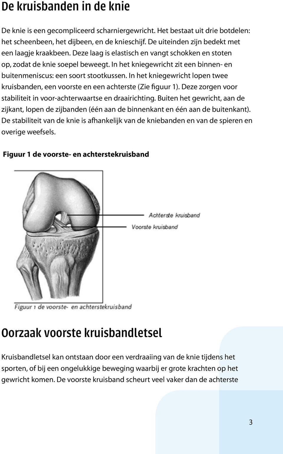In het kniegewricht zit een binnen- en buitenmeniscus: een soort stootkussen. In het kniegewricht lopen twee kruisbanden, een voorste en een achterste (Zie figuur 1).