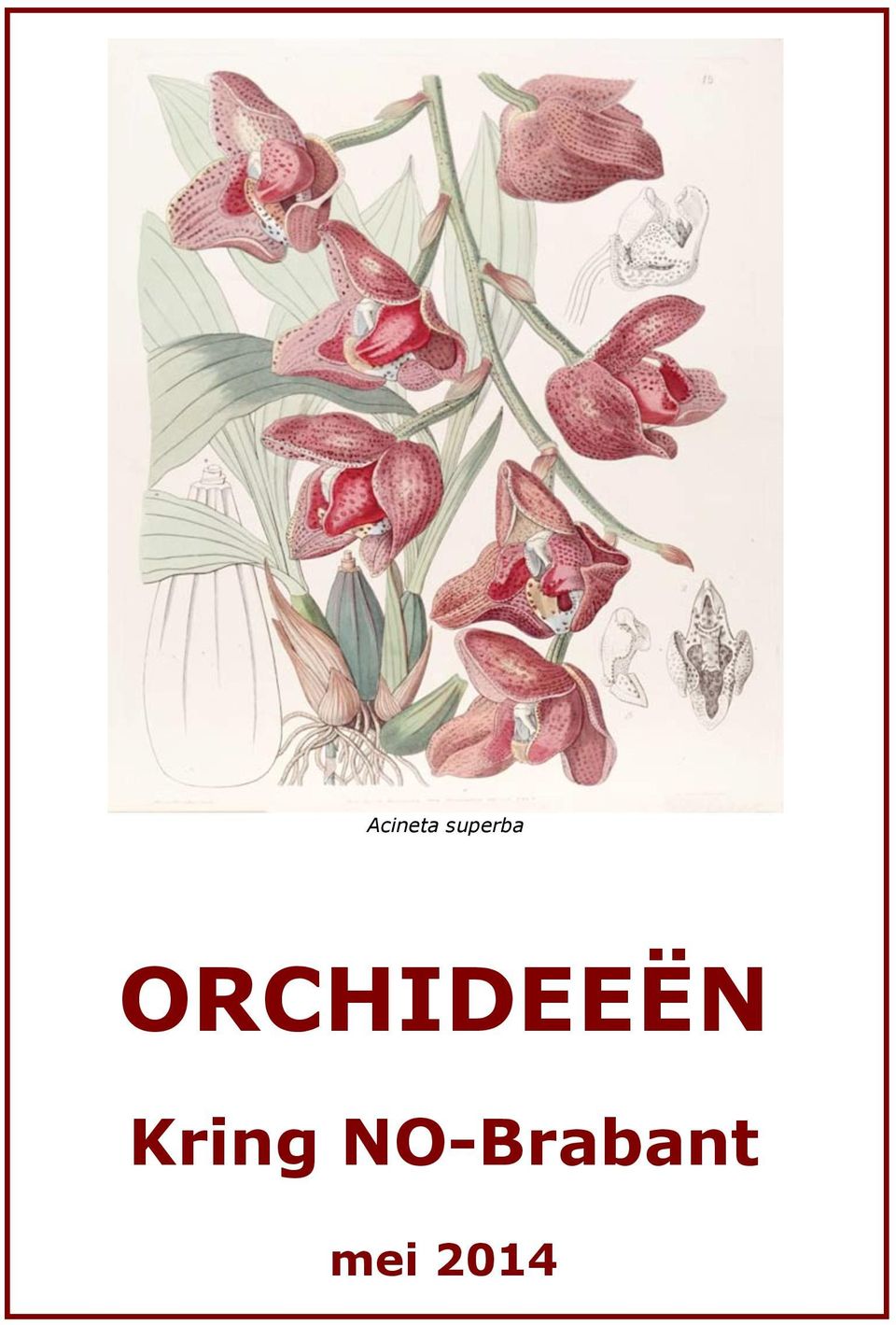 ORCHIDEEËN