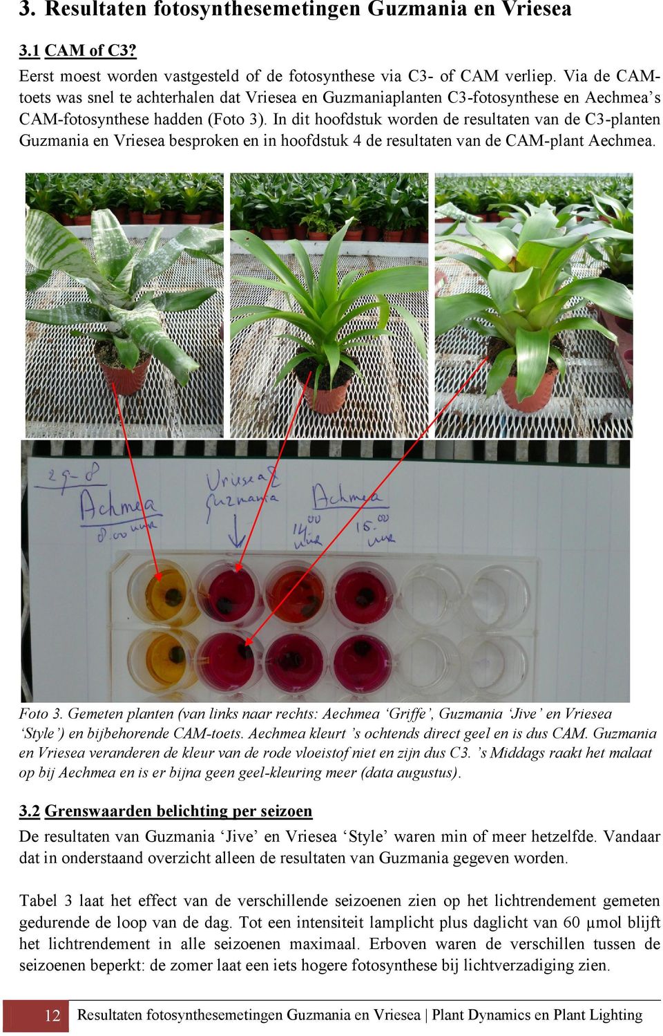 In dit hoofdstuk worden de resultaten van de C3-planten Guzmania en Vriesea besproken en in hoofdstuk 4 de resultaten van de CAM-plant Aechmea. Foto 3.