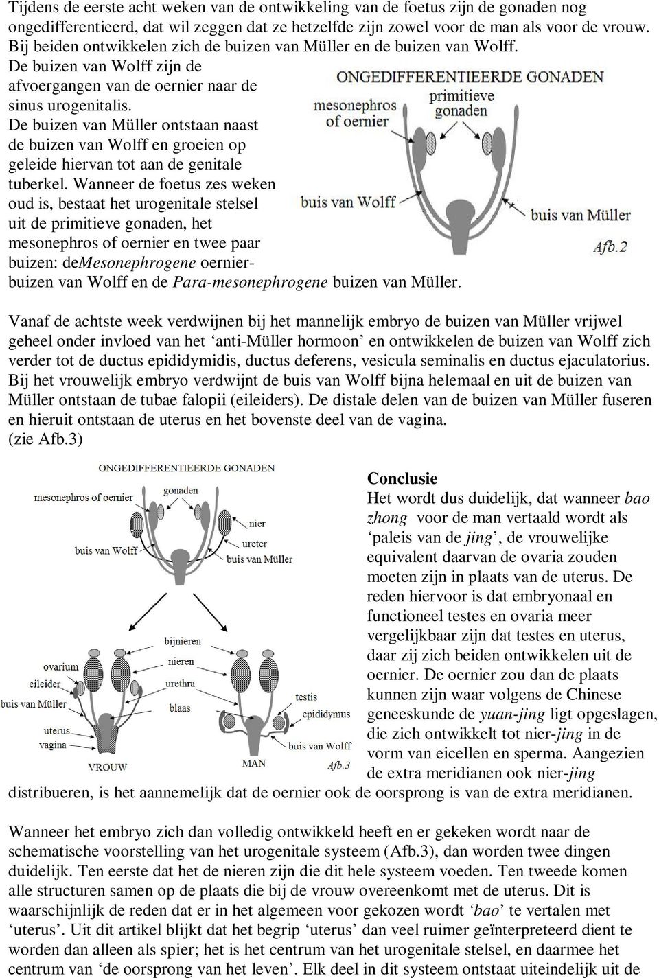 De buizen van Müller ontstaan naast de buizen van Wolff en groeien op geleide hiervan tot aan de genitale tuberkel.