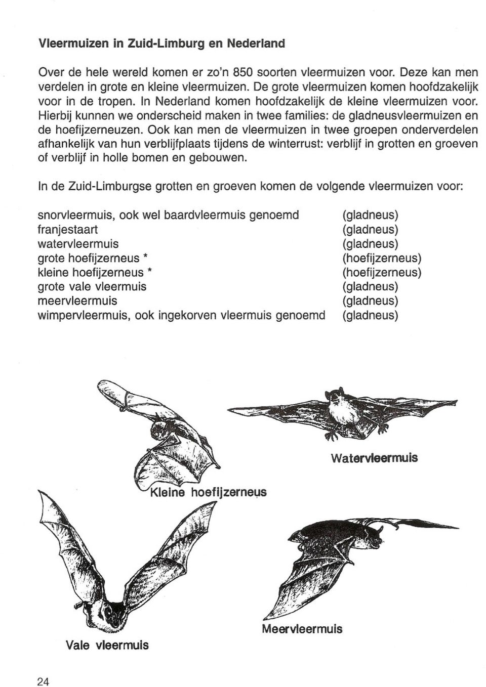 Hierbij kunnen we onderscheid maken in twee families: de gladneusvleermuizen en de hoefijzerneuzen.