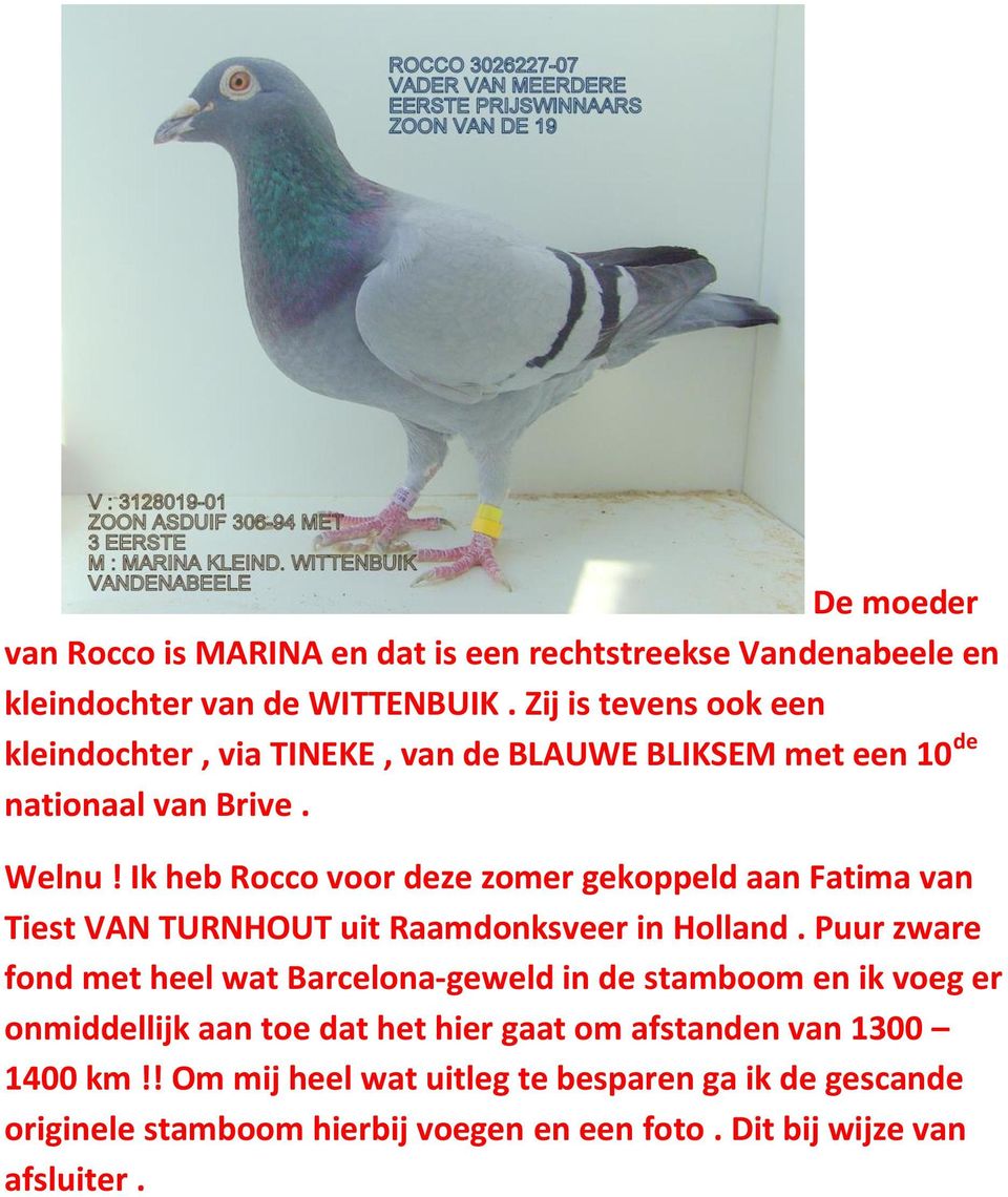 Ik heb Rocco voor deze zomer gekoppeld aan Fatima van Tiest VAN TURNHOUT uit Raamdonksveer in Holland.