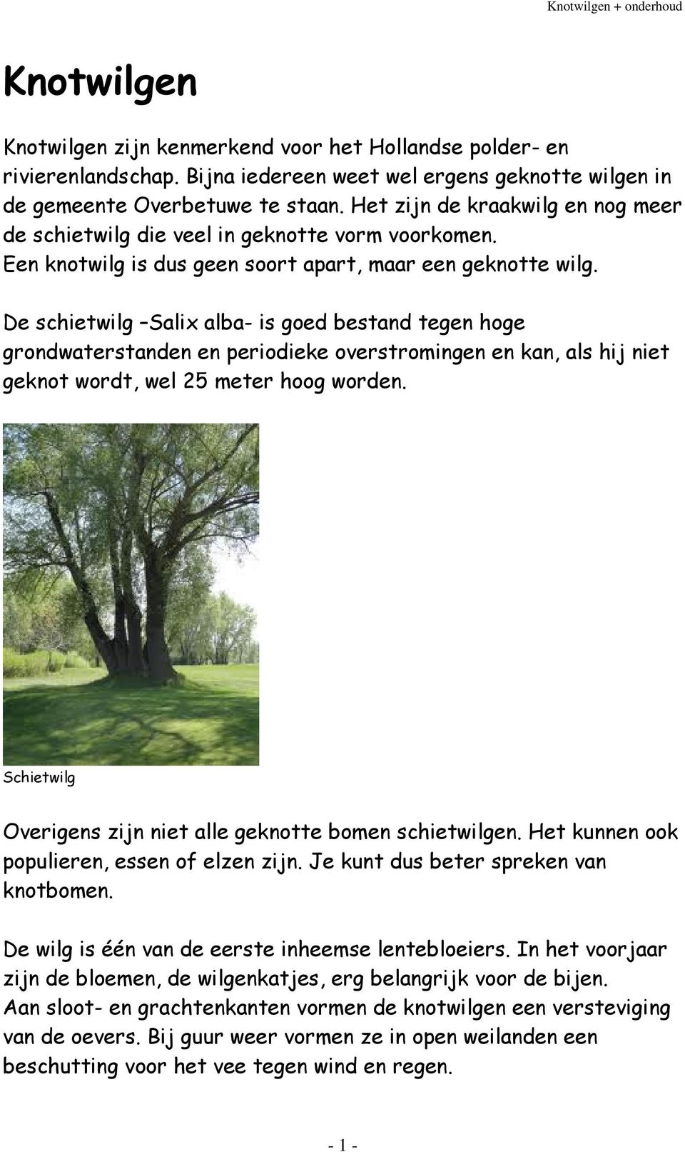 De schietwilg Salix alba- is goed bestand tegen hoge grondwaterstanden en periodieke overstromingen en kan, als hij niet geknot wordt, wel 25 meter hoog worden.
