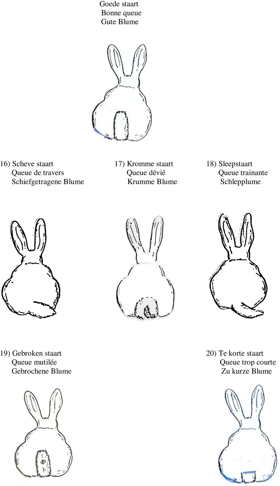 Schiefgetragene Blume Krumme Blume Schlepplume 19) Gebroken staart 20)