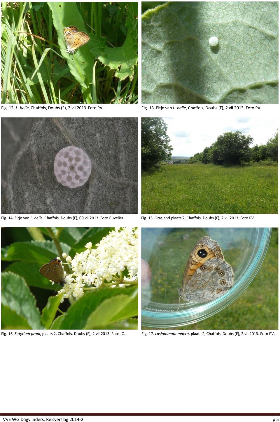 vii.2013. Foto PV. Fig. 16. Satyrium pruni, plaats 2, Chaffois, Doubs (F), 2.vii.2013. Foto JC. Fig. 17.