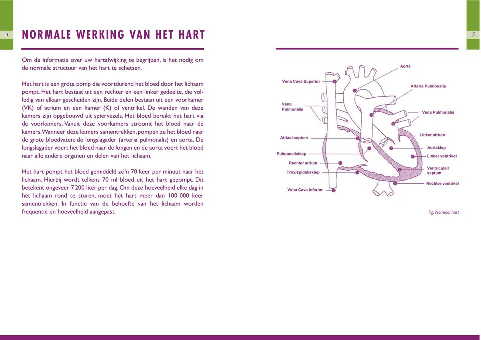 Beide delen bestaan uit een voorkamer (VK) of atrium en een kamer (K) of ventrikel. De wanden van deze kamers zijn opgebouwd uit spiervezels. Het bloed bereikt het hart via de voorkamers.