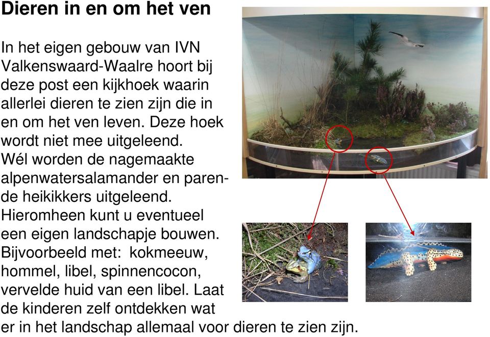 Wél worden de nagemaakte alpenwatersalamander en parende heikikkers uitgeleend.