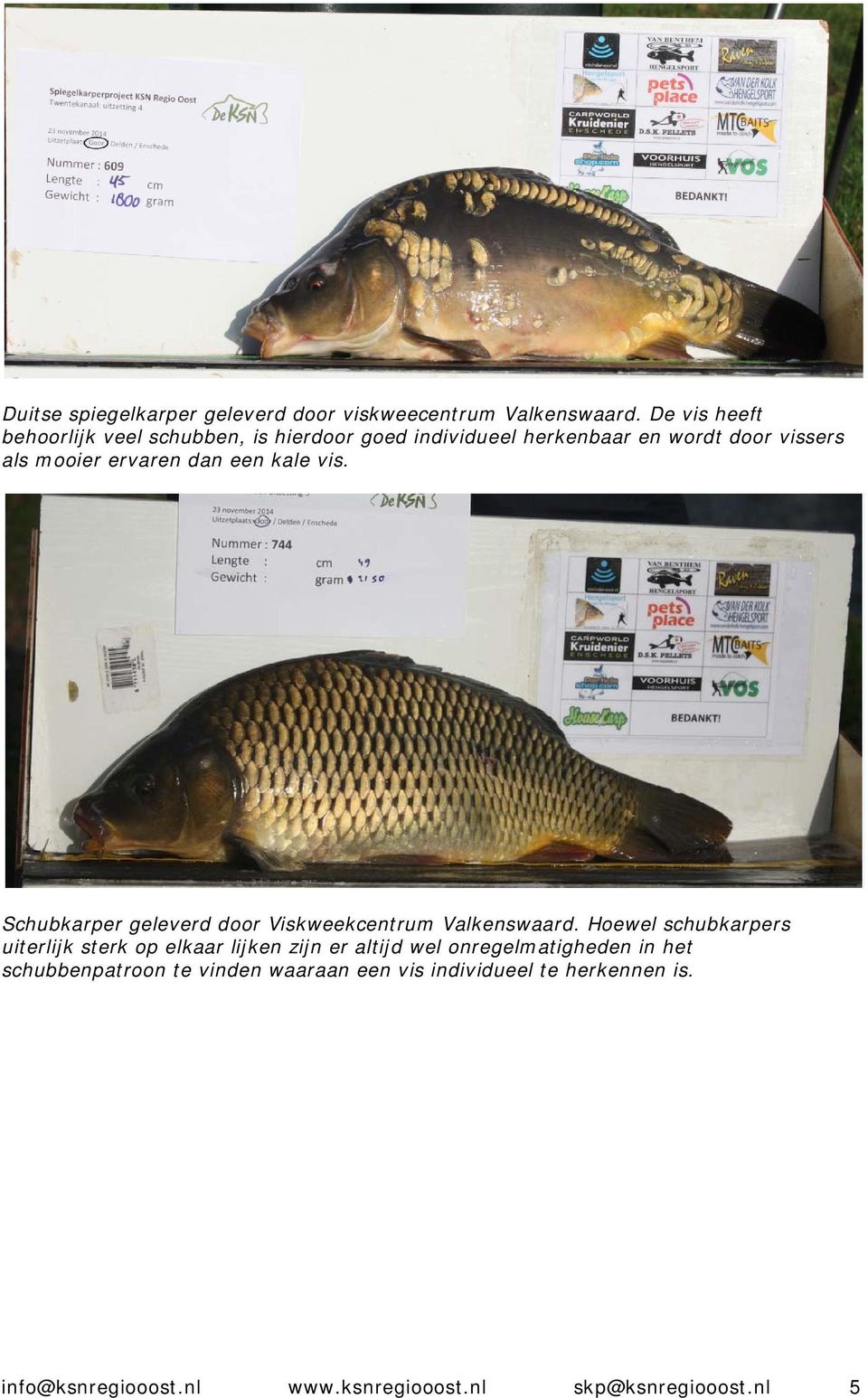 dan een kale vis. Schubkarper geleverd door Viskweekcentrum Valkenswaard.