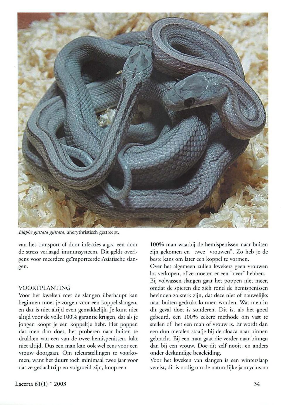 VOORTPLANTING Voor het kweken met de slangen überhaupt kan beginnen moet je zorgen voor een koppel slangen, en dat is niet altijd even gemakkelijk.