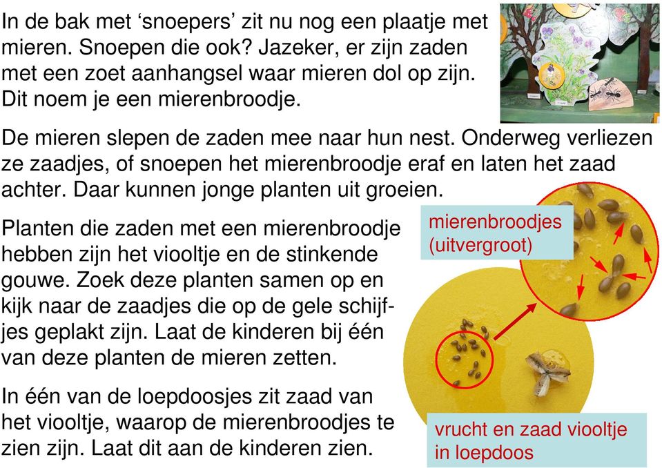 Planten die zaden met een mierenbroodje hebben zijn het viooltje en de stinkende gouwe. Zoek deze planten samen op en kijk naar de zaadjes die op de gele schijfjes geplakt zijn.