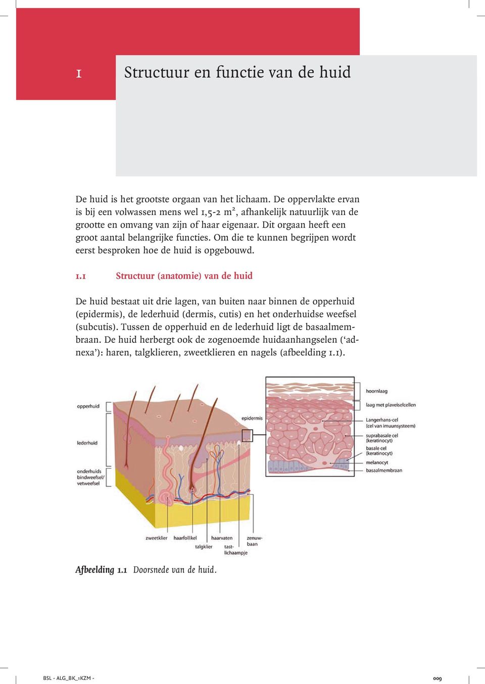 Om die te kunnen begrijpen wordt eerst besproken hoe de huid is opgebouwd. 1.