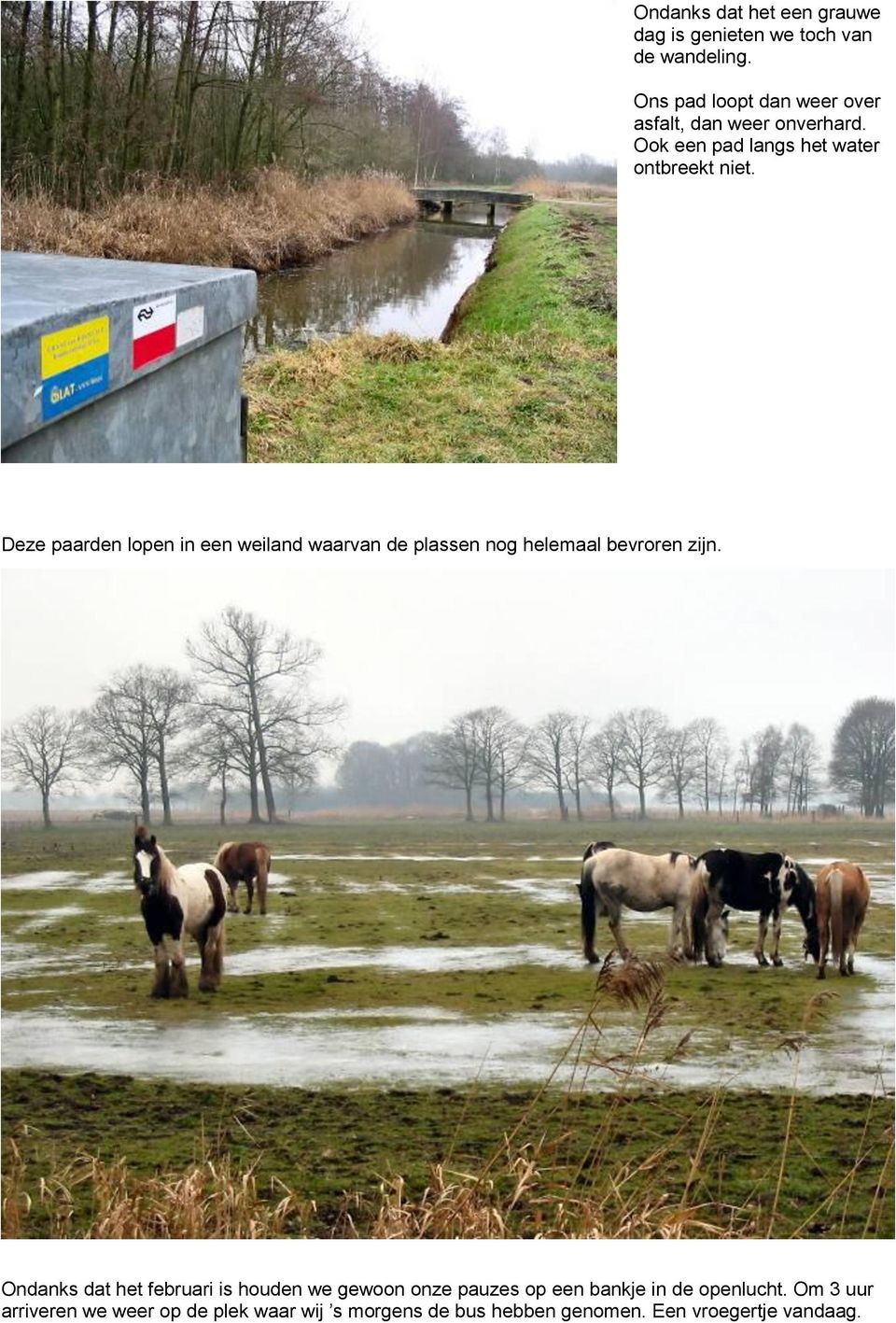 Deze paarden lopen in een weiland waarvan de plassen nog helemaal bevroren zijn.