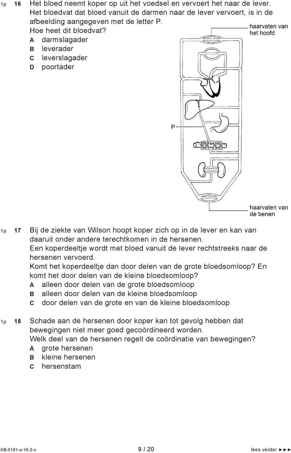 A darmslagader B leverader C leverslagader D poortader 1p 17 Bij de ziekte van Wilson hoopt koper zich op in de lever en kan van daaruit onder andere terechtkomen in de hersenen.