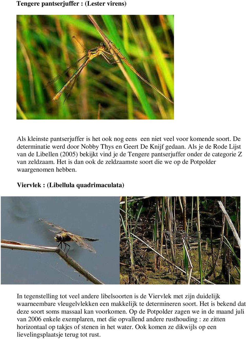 Viervlek : (Libellula quadrimaculata) In tegenstelling tot veel andere libelsoorten is de Viervlek met zijn duidelijk waarneembare vleugelvlekken een makkelijk te determineren soort.