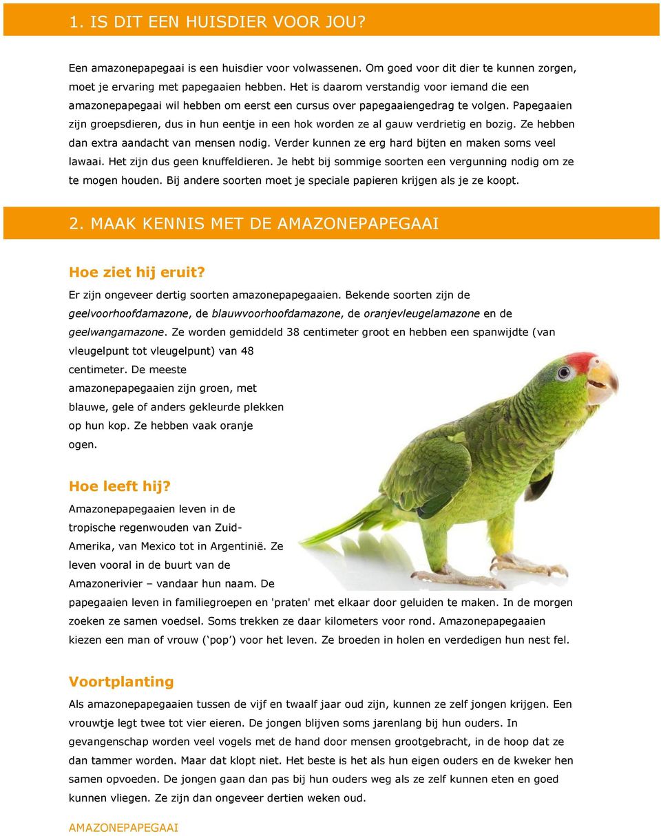 Papegaaien zijn groepsdieren, dus in hun eentje in een hok worden ze al gauw verdrietig en bozig. Ze hebben dan extra aandacht van mensen nodig.