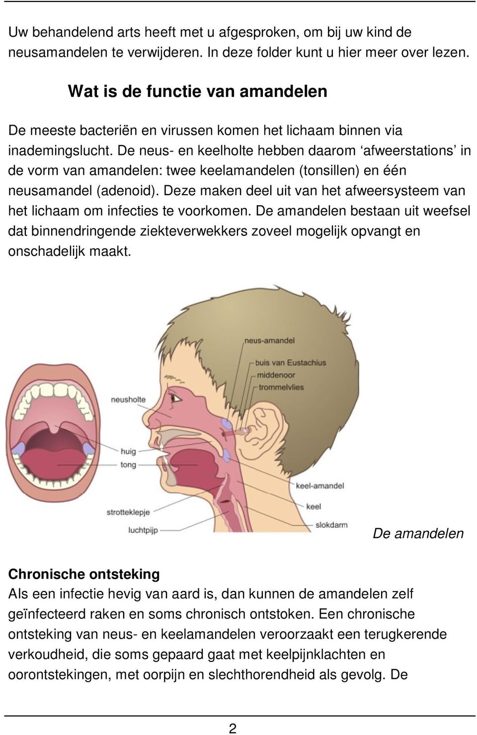 De neus- en keelholte hebben daarom afweerstations in de vorm van amandelen: twee keelamandelen (tonsillen) en één neusamandel (adenoid).