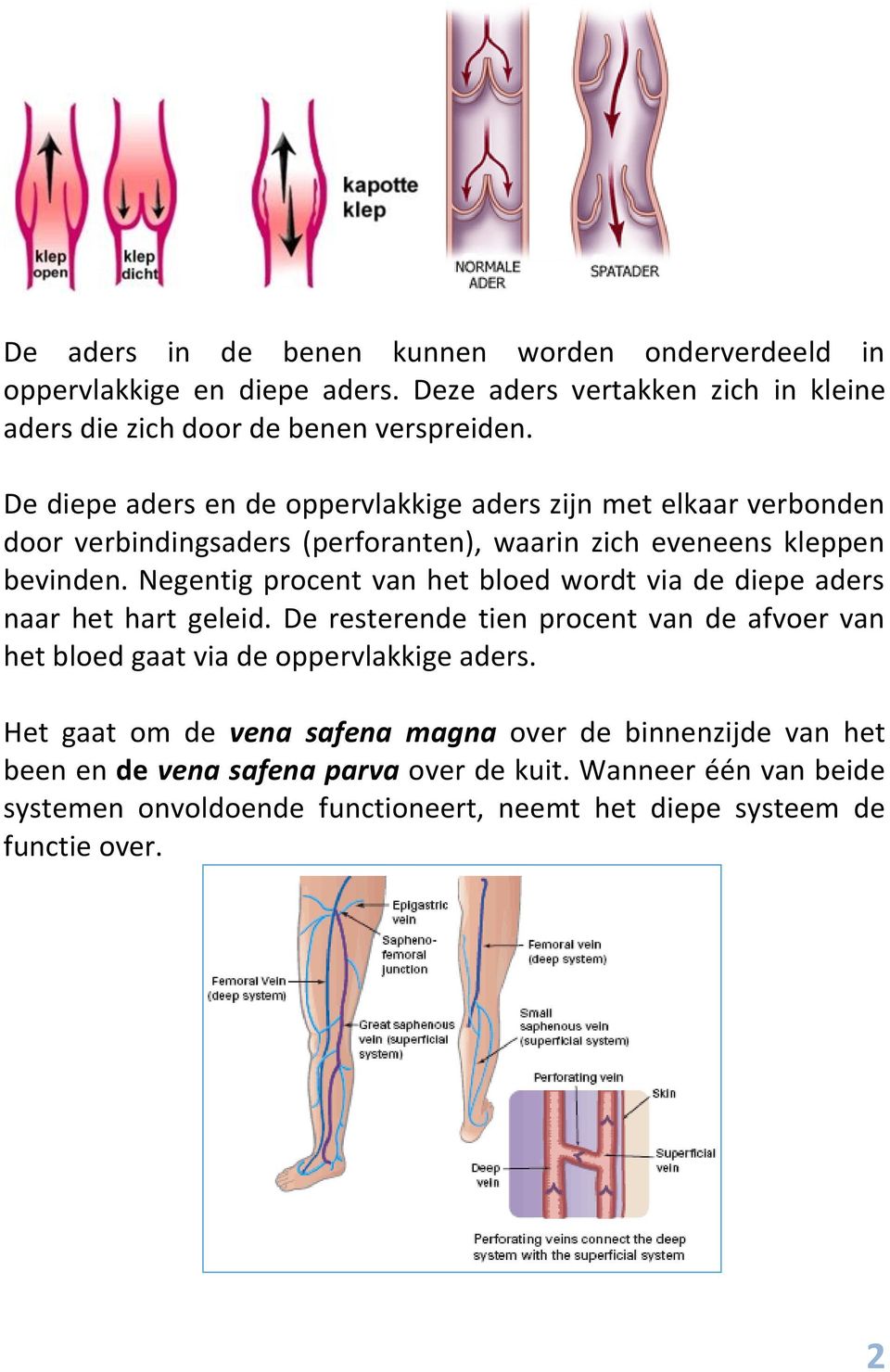 Negentig procent van het bloed wordt via de diepe aders naar het hart geleid. De resterende tien procent van de afvoer van het bloed gaat via de oppervlakkige aders.