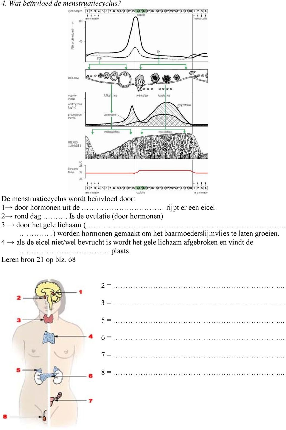 Is de ovulatie (door hormonen) 3 door het gele lichaam (.